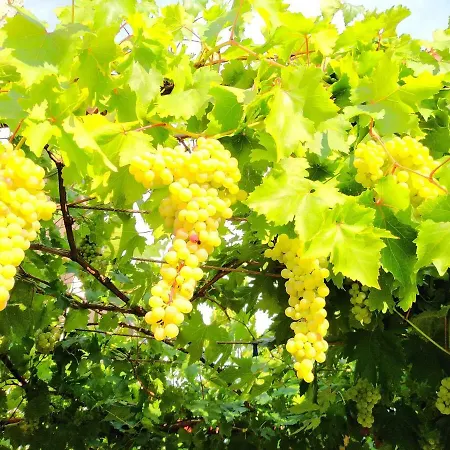 Ive بيت ضيافة