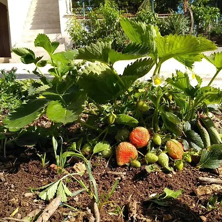 Ive Casa de hóspedes